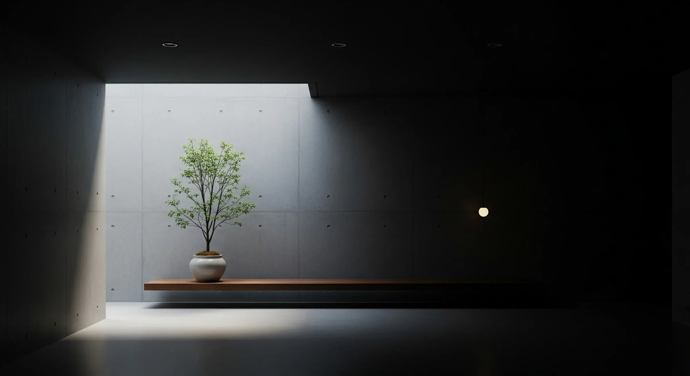 Small tree in a ceramic vessel lit by a roof opening against a dark concrete interior.